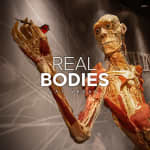 Real Bodies: A Journey Through the Human Experience