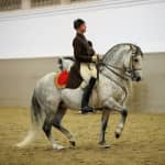 Lipizzaner-Vorstellung in der Spanischen Hofreitschule