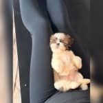 Puppy yoga