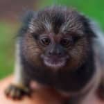 Lemur & Friends Interactive Private Tour