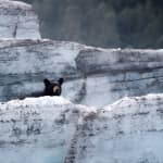 Bears, Trains & Icebergs Tour