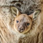 Sydney Zoo: Entry Ticket