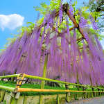 Kyoto Day Tour Uji River Matcha Experience