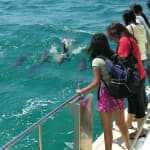 Dolphin Watch + Sailing - Port Stephens