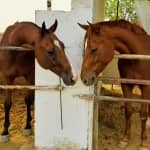 Duke Horse Riding Club