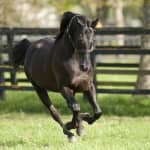 Irish National Stud & Gardens: Entry Ticket