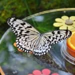 Dubai Butterfly Garden: Entry Ticket