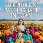 Pumpkin Patch At Hobbledown West London