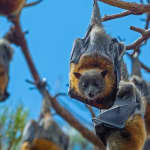 Flying Fox Experience, Thousands of Australia's Largest Bat