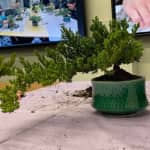 Introduction to Bonsai Art