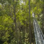 ﻿Otway Fly Treetop Walk : Promène-toi dans les majestueuses Otway Ranges