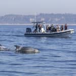 ﻿Dolphin watching with a marine biologist
