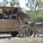 Out of Africa Wildlife Park