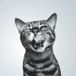Nutriverse by Royal Canin®
