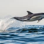 Half Day Dolphin & Wildlife Cruise - Tauranga