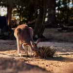 Taronga Zoo Sydney: Entry Ticket