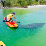 Dolphin and Manatee Adventure Tour of Fort Myers