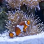 Tampa ZooQuarium: ZooTampa & Florida Aquarium Combo Ticket