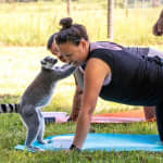 Lemur Yoga