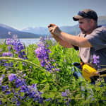 Afternoon Wilderness, Wildlife, Glacier Experience from Anchorage