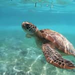 Snorkeling in Paradiso - Video inclusi