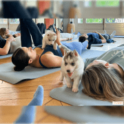 PUPPY YOGA IN CENTRAL LONDON