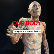 Our Body: El Universo dentro - La experiencia
