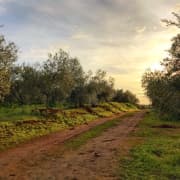 Hacienda olivar desde Sevilla: Visita guiada