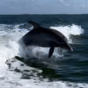 Private ONLY Dolphin Boat Tours