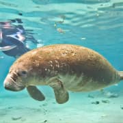 Manatee Swim and Wildlife Park with Upgrade Options from Orlando