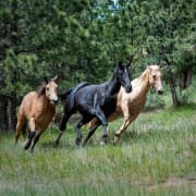 Légendes vivantes : Visite guidée de célèbres chevaux de course