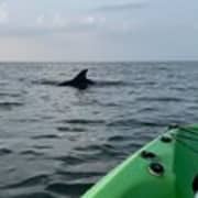 Kayak Dolphin Experience in Virginia Beach