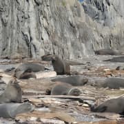Seal Coast Safari Tour by 4WD 