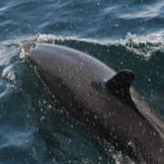 Tour con delfines salvajes y esnórquel