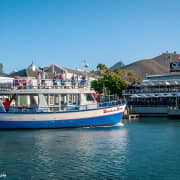 Half Hour Seal and Harbour Cruise from Cape Town