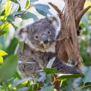 WILD LIFE Sydney Zoo: Come face to face with Australia's wildlife