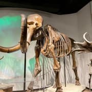 ﻿Visita guiada exclusiva sin colas al Museo Field de Historia Natural
