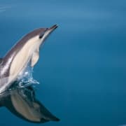 Aventura de avistamiento de delfines en la bahía de Estepona