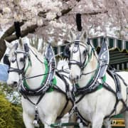 Stanley Park Horse-Drawn Guided Tour
