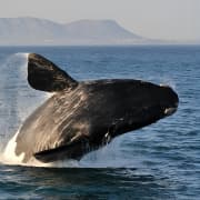 From Cape Town: Full Day Guided Hermanus Explorer Tour