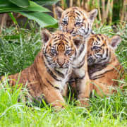 Taronga Zoo Sydney: More than 4,000 animals!