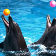 دبي دولفيناريوم: عرض الدلافين والفقمات