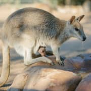 Featherdale Sydney Wildlife Park: Enter Australia’s Animal Kingdom