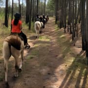 Horseback Ride on Scenic Lake Louisa Trails