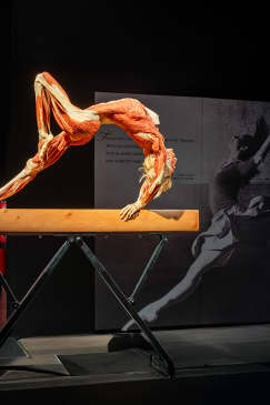 BODY WORLDS: The Anatomy of Happiness - Waitlist