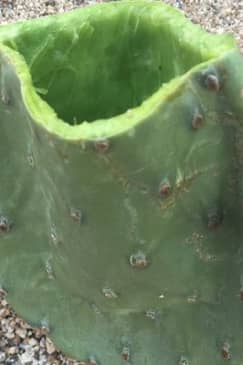 Sonoran Desert- Wild Foods and Traditional Skills