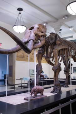 American Museum of Natural History