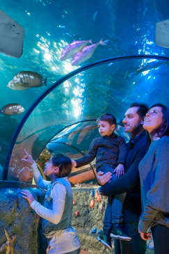 Immergiti nel mondo di Gardaland SEA LIFE Aquarium