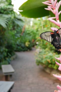 Victoria Butterfly Gardens