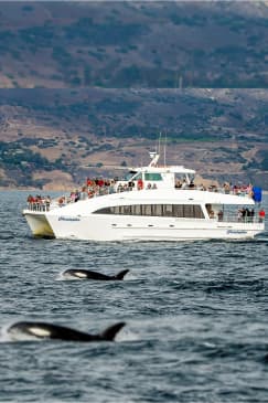 Whale Watching